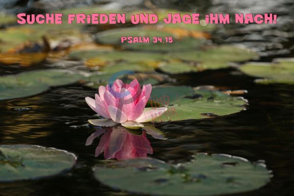 570 Jahreslosung 2019 Seerose