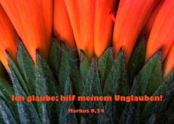 725 - Jahreslosung 2020 - Blüte Nahaufnahme
