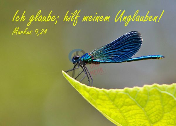 723 - Jahreslosung 2020 - Libelle
