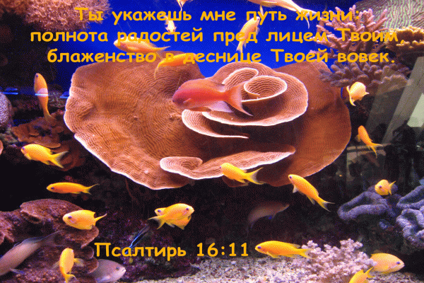 7 R - Псалтирь 16:11