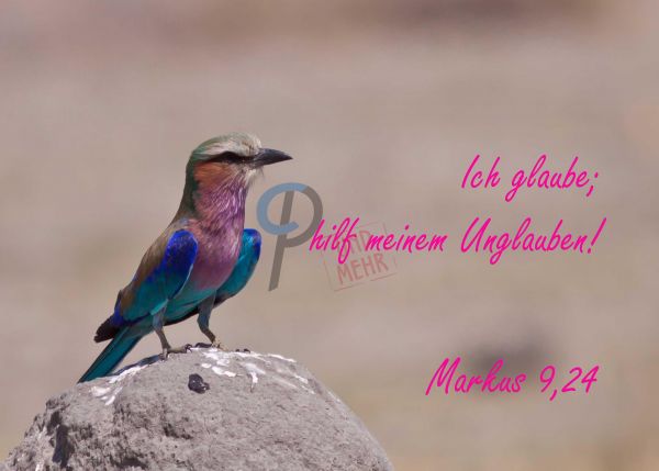 721 - Jahreslosung 2020 - Vogel