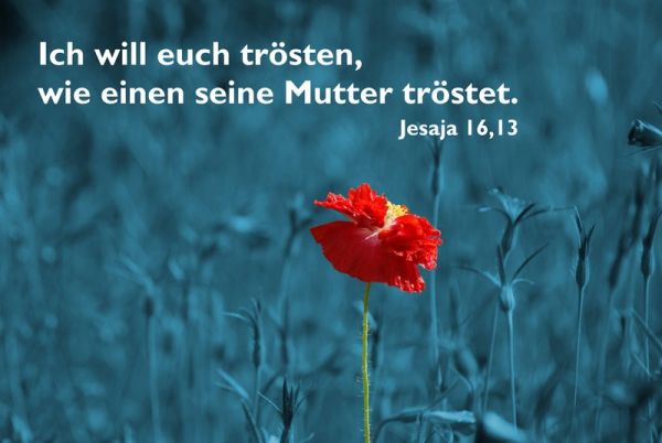 236-Jahreslosung 2016 - Blume