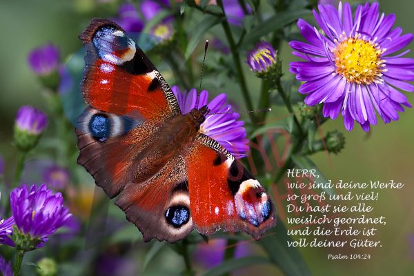 805 - Psalm 104,24