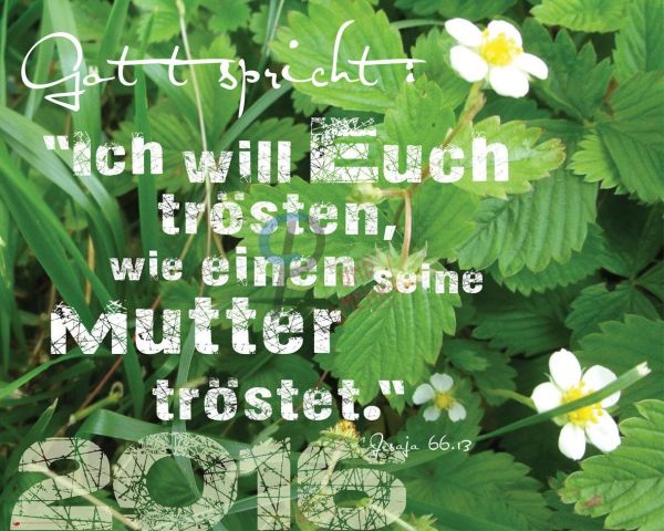 253-Jahreslosung 2016 - Erdbeerpflanze (Querformat)