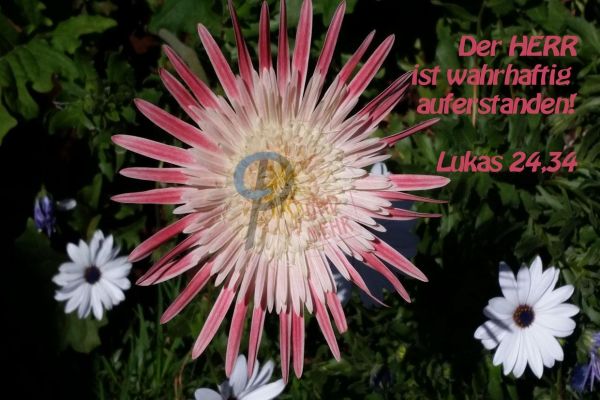 649 - Der HERR ist auferstanden!