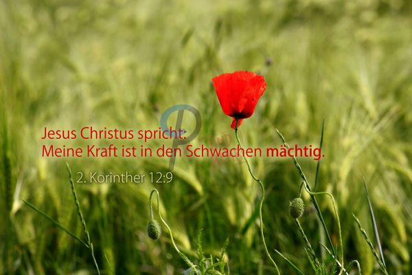 48-Jahreslosung 2012