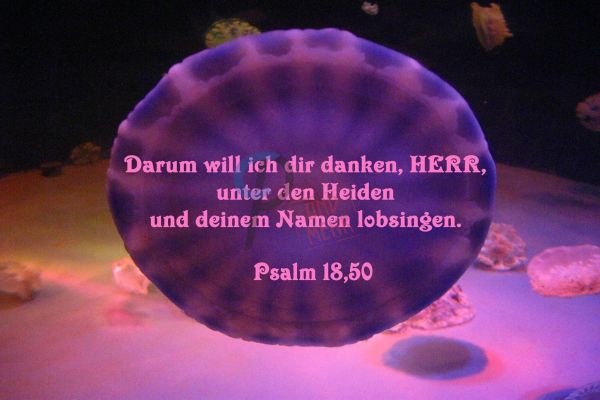 371 - Psalm 18,50