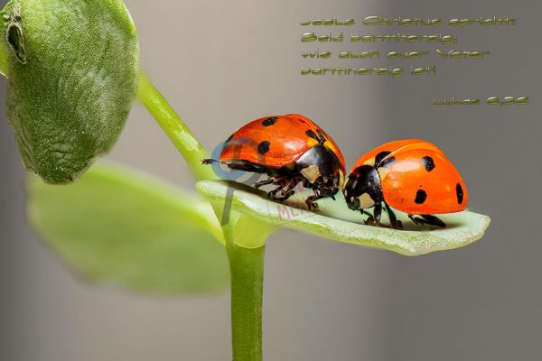 767 - Jahreslosung 2021 - Käfer