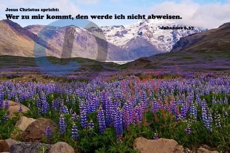 785. Joh. 6,37 - Blumenfeld im Gebirge