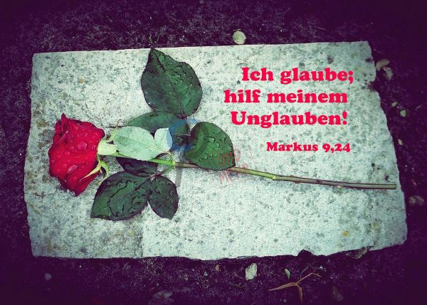 747 - Jahreslosung 2020 - Rose