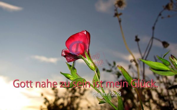 207-Jahreslosung 2014