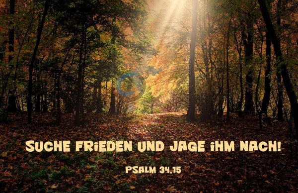 531 Jahreslosung 2019 Herbstwald