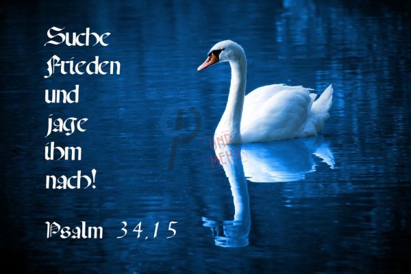 520- Jahreslosung 2019 Schwan