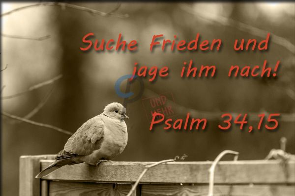 549 Jahreslosung 2019 Taube
