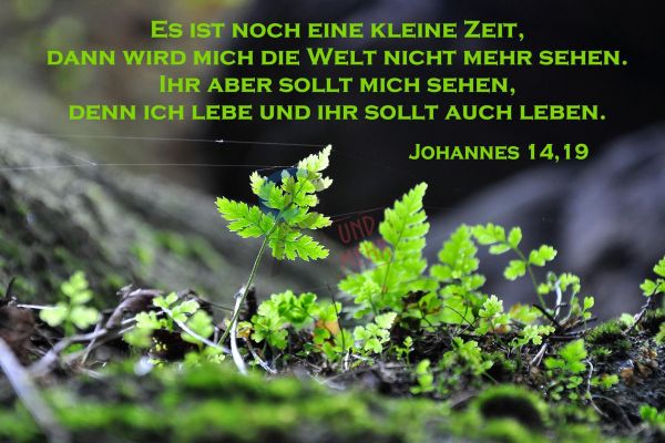 374 - Johannes 14,19