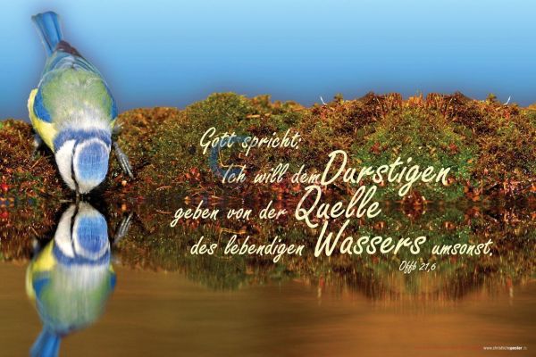 512 - Jahreslosung 2018 Vogel quer