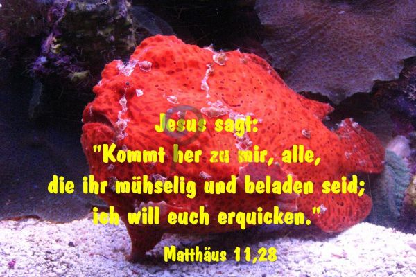 370 - Matthäus 11,28
