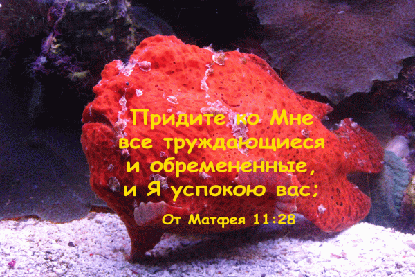 5R - От Матфея 11:28