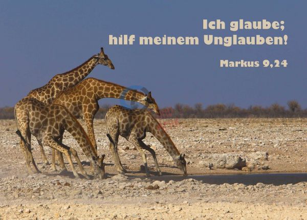 706 - Jahreslosung 2020 - Trinkende Giraffen