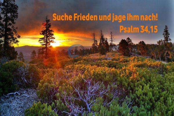 524- Jahreslosung 2019 Wald