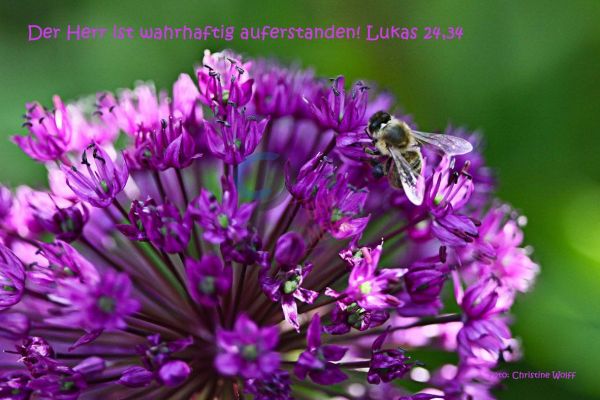 268-Lukas 24, 34