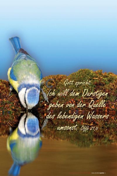 511 - Jahreslosung 2018 Vogel hoch