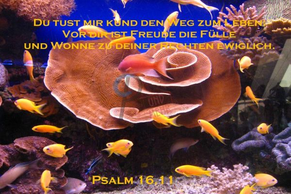 369 - Psalm 16,11