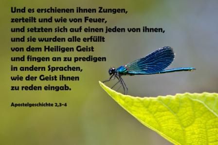 779 Und es erschienen Ihnen Zungen... Apostelgeschichte 2,3-4