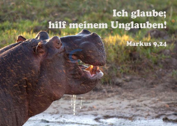 719 - Jahreslosung 2020 - Nilpferd 1