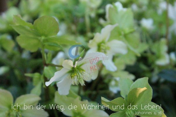 677 - Ich bin der Weg.....